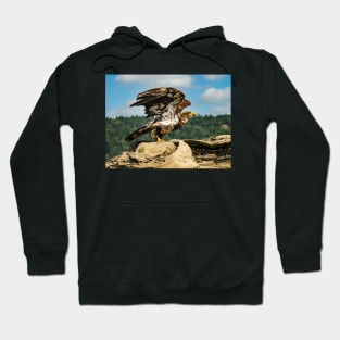 Juvenile Bald Eagle ready for take off. Hoodie